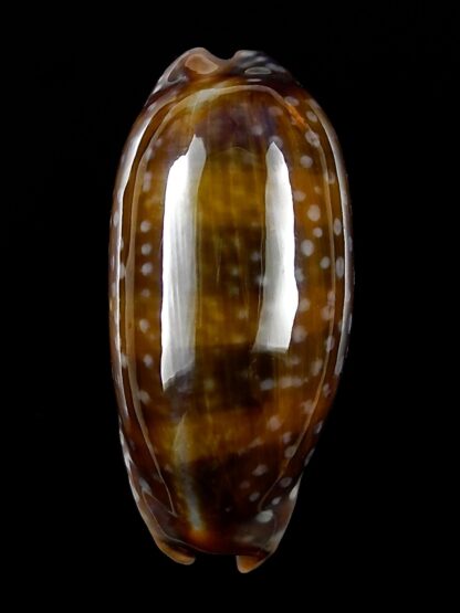 Macrocypraea (Lorenzicypraea) cervinetta " DWARF " 38,6 mm Gem-25215