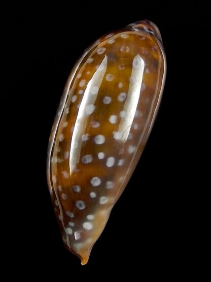 Macrocypraea (Lorenzicypraea) cervinetta " DWARF " 38,6 mm Gem-25216