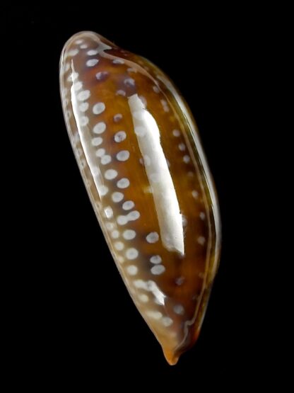 Macrocypraea (Lorenzicypraea) cervinetta " DWARF " 38,6 mm Gem-25219