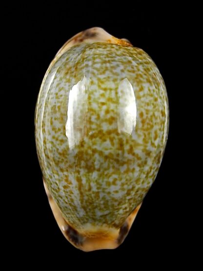 Erronea xanthodon 31,3 mm F+++/Gem-25190