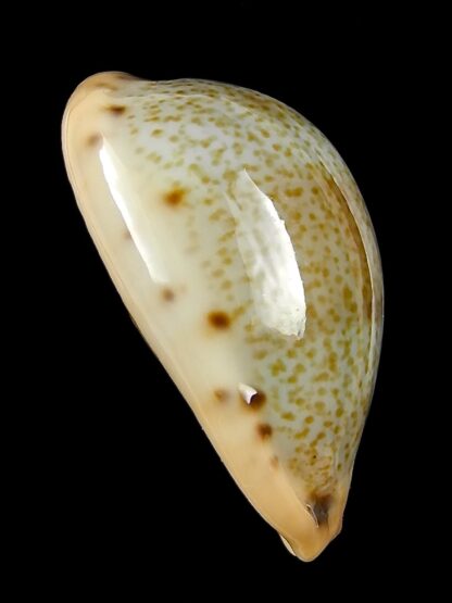 Erronea xanthodon 28,5 mm-25184