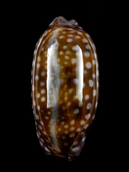 Macrocypraea (Lorenzicypraea) cervinetta " DWARF" 36,8 mm Gem-25205