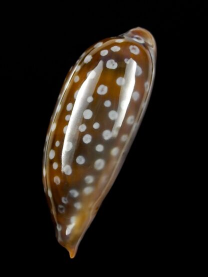 Macrocypraea (Lorenzicypraea) cervinetta " DWARF " 40,3 mm Gem-25263