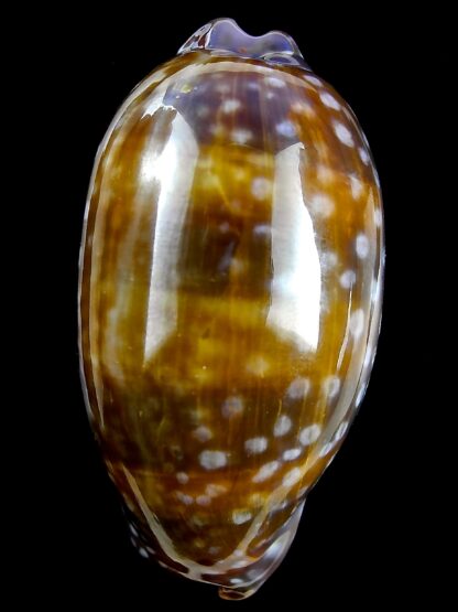 Macrocypraea (Lorenzicypraea) cervinetta 63,5 mm Gem (-)-25280