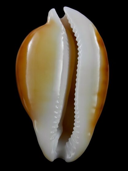 Nesiocypraea teramachii neocaledonica 66 mm Gem-25470