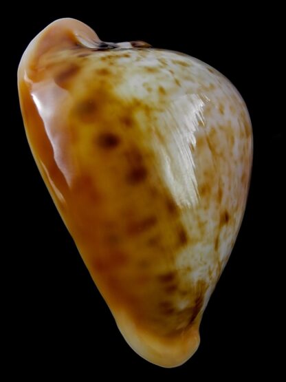 Nesiocypraea teramachii neocaledonica 66 mm Gem-25475