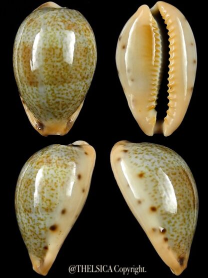 Erronea xanthodon 28,5 mm-0