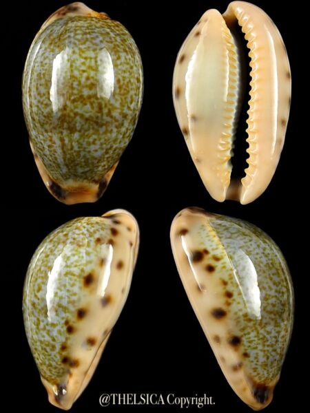 Erronea xanthodon 31,3 mm F+++/Gem-0