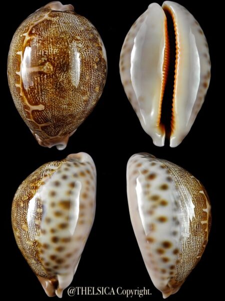 Leporicypraea mappa alga geographice "Valentia" 67 mm Gem-0