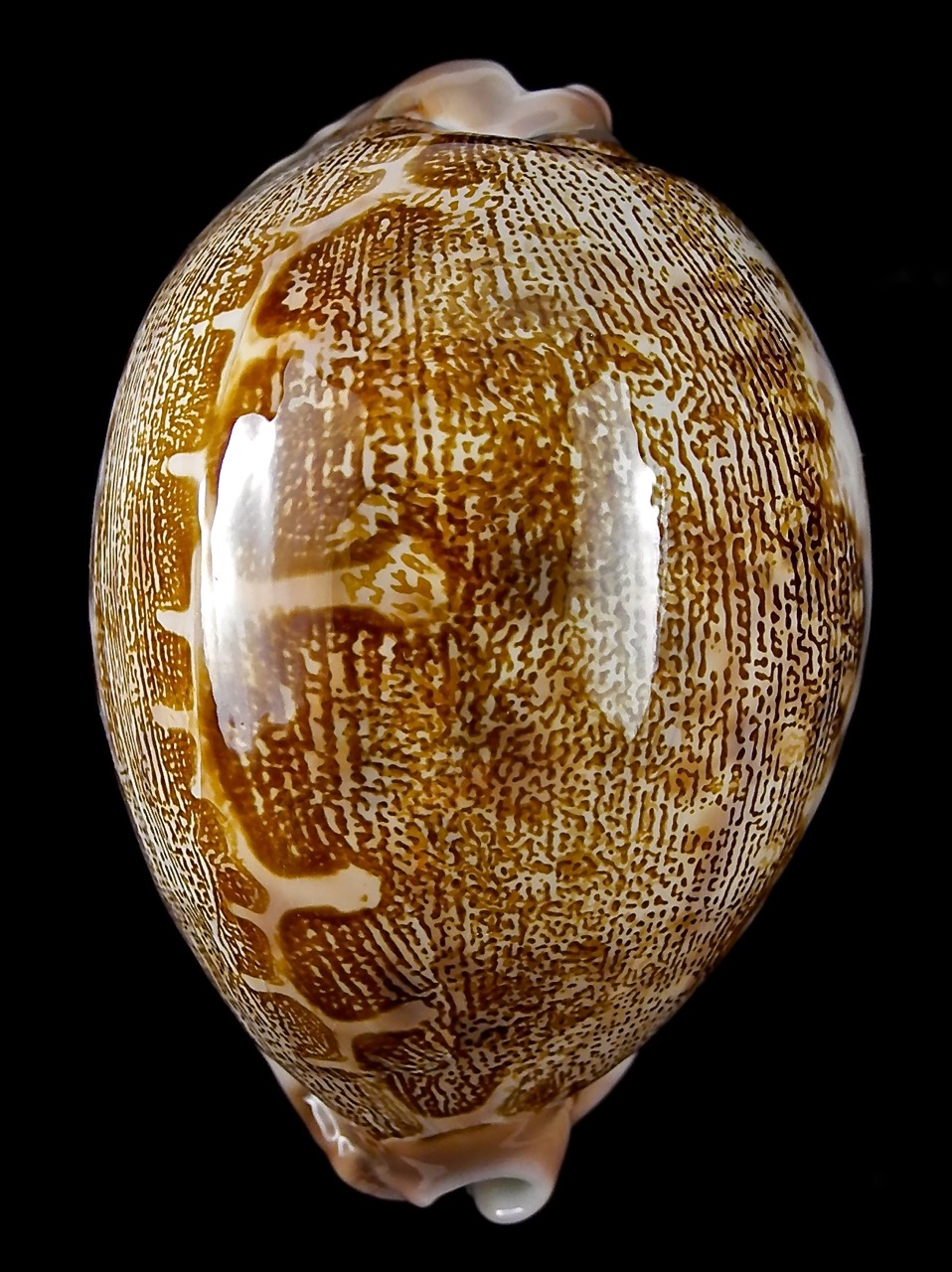 Leporicypraea mappa alga geographice "Valentia" 67 mm Gem-24944