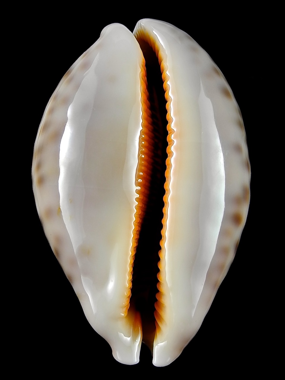 Leporicypraea mappa alga geographice "Valentia" 67 mm Gem-24945