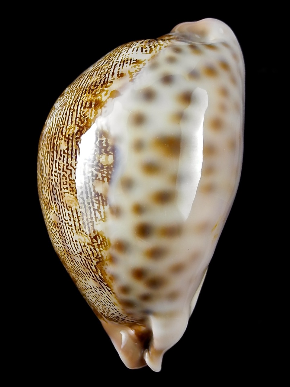 Leporicypraea mappa alga geographice "Valentia" 67 mm Gem-24947