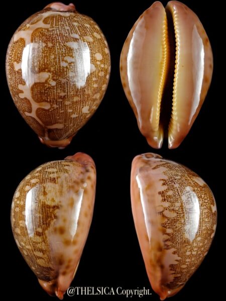 Leporicypraea mappa panerythra 77,6 mm F+++/Gem-0