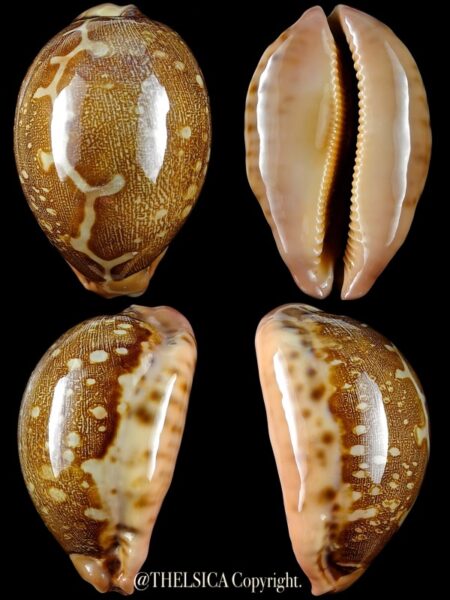 Leporicypraea mappa rewa 65 mm F+++/Gem-0
