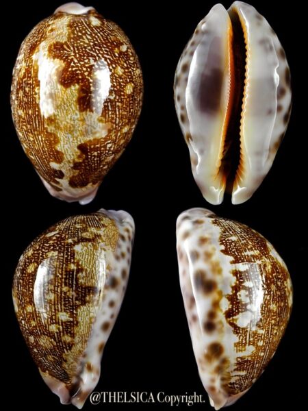 Leporicypraea mappa rewa 66,2 mm F+++/Gem-0