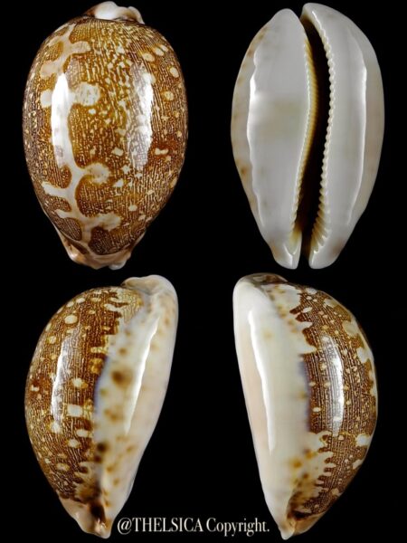 Leporicypraea mappa rewa 67,6 mm Gem-0