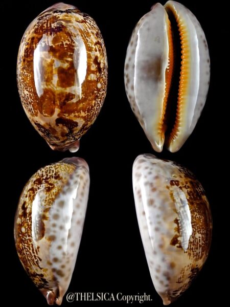 Leporicypraea mappa rosea aliwalensis 66,2 mm F+++-0
