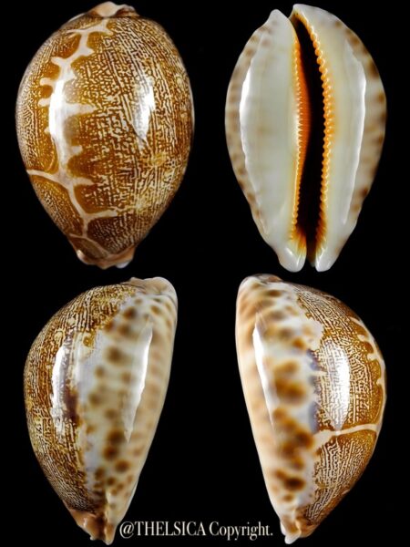 Leporicypraea mappa subsignata 70,8 mm Gem (-)-0