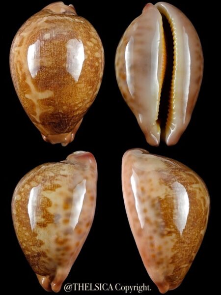 Leporicypraea mappa viridis 57,7 mm F+++/Gem-0