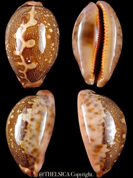 Leporicypraea mappa viridis 65,3 mm F+++-0