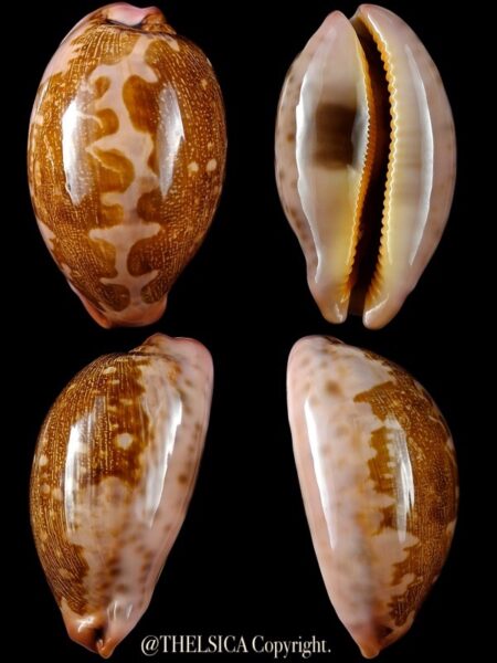 Leporicypraea mappa viridis montrouzieri "DWARF" 58,5 mm F+++/Gem-0