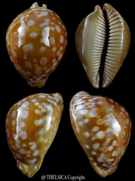 Lyncina leucodon angioyna 81,9 mm Gem-0