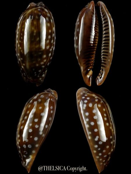 Macrocypraea (Lorenzicypraea) cervinetta " DWARF " 36,2 mm Gem-0