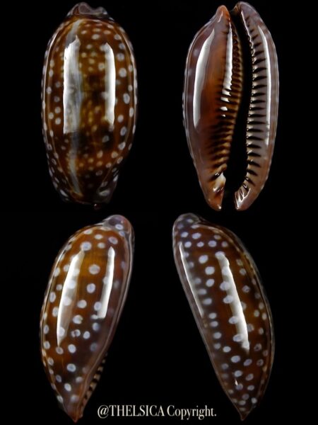 Macrocypraea (Lorenzicypraea) cervinetta " DWARF" 36,8 mm Gem-0