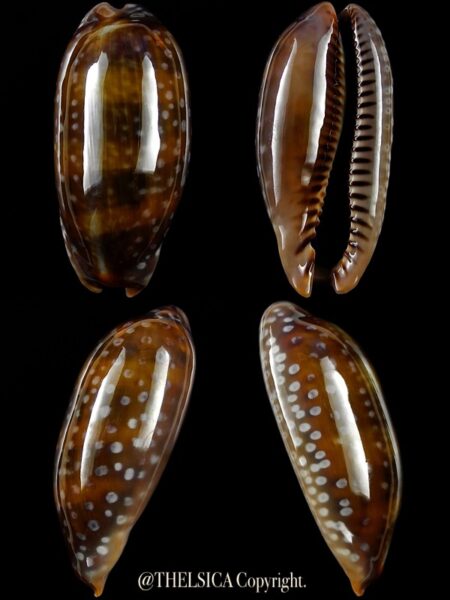 Macrocypraea (Lorenzicypraea) cervinetta " DWARF " 38,6 mm Gem-0