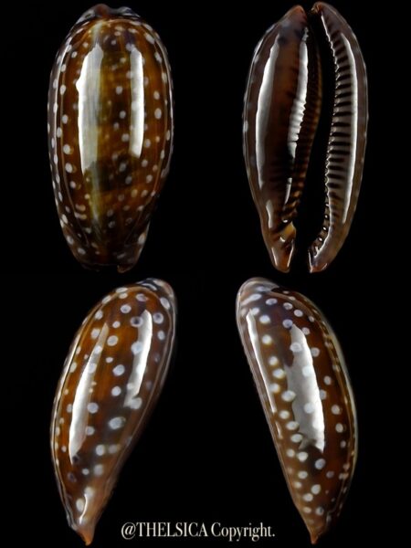 Macrocypraea (Lorenzicypraea) cervinetta " DWARF " 39,2 mm Gem-0