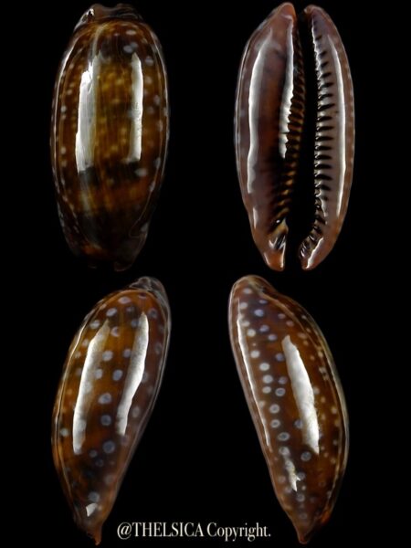 Macrocypraea (Lorenzicypraea) cervinetta "DWARF " 39,3 mm Gem-0