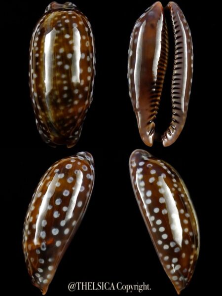 Macrocypraea (Lorenzicypraea) cervinetta " DWARF " 39,3 mm F+++/GEM-0