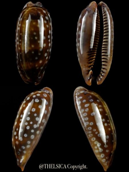 Macrocypraea (Lorenzicypraea) cervinetta " DWARF " 40,3 mm Gem-0