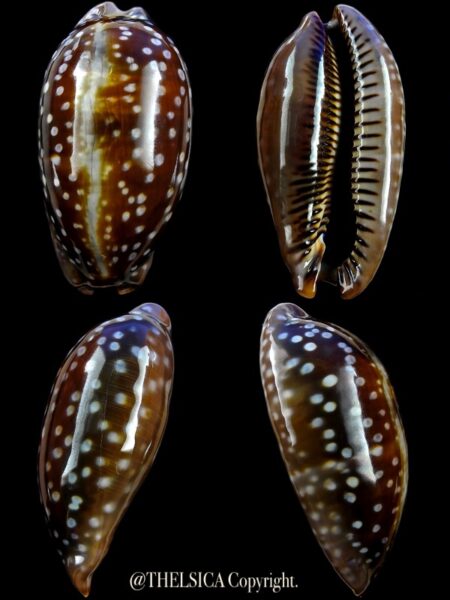 Macrocypraea (Lorenzicypraea) cervinetta 61,4 mm Gem (-)-0