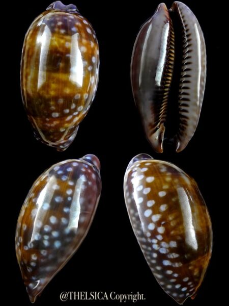 Macrocypraea (Lorenzicypraea) cervinetta 63,5 mm Gem (-)-0