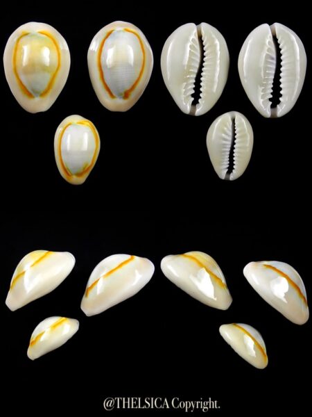 Monetaria annulus annulus 27,7 / 27,5 / 20,7mm Gem-0