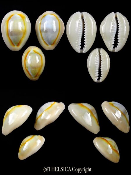 Monetaria annulus annulus 29,1 / 27,9 / 24,3 mm Gem-0
