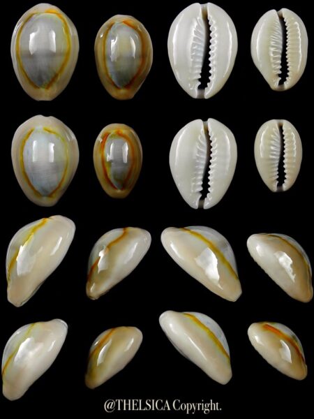 Monetaria annulus annulus 29,4 / 27,4 / 25,5 / 22mm Gem-0
