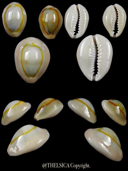 Monetaria annulus annulus 30,1 / 23,6 / 22,8 mm Gem-0