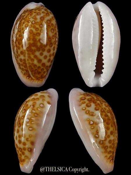 Naria albuginosa 20,2 mm Gem-0