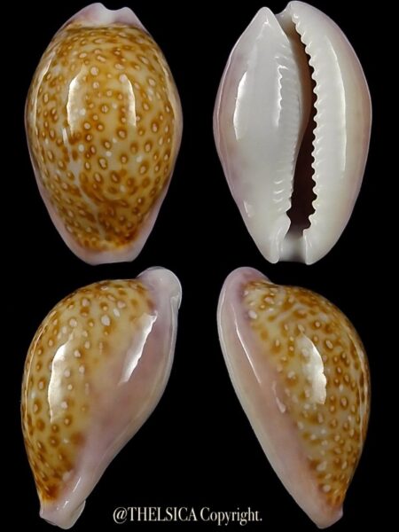 Naria albuginosa 20,3 mm Gem-0