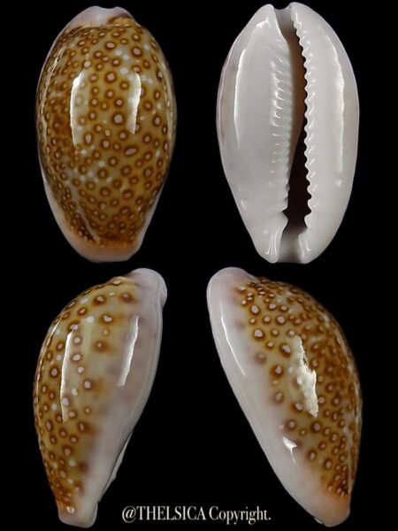 Naria albuginosa 20,5 mm Gem-0
