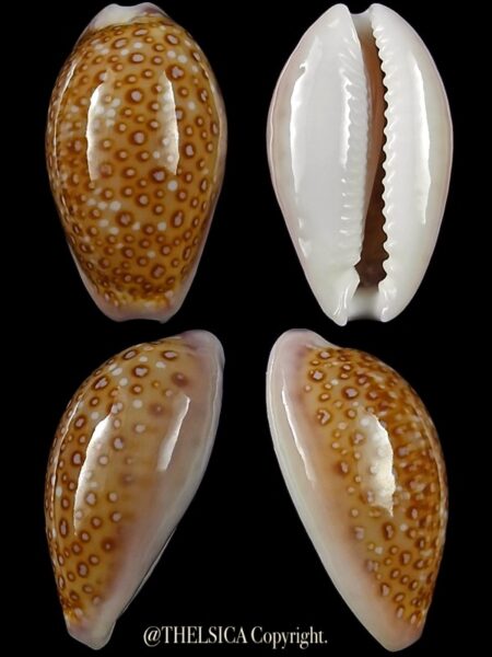 Naria albuginosa 20,6 mm Gem-0