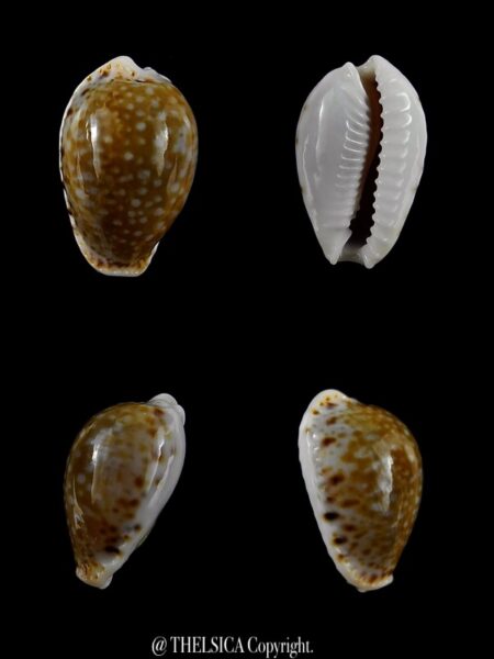 Naria cernica viridicolor...DWARF... 19,3 mm Gem-0