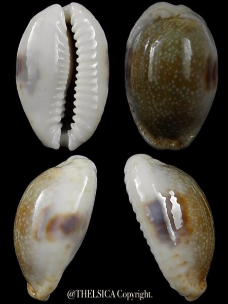 Naria erosa chlorizans "Rostrate" 30,8 mm Gem-0