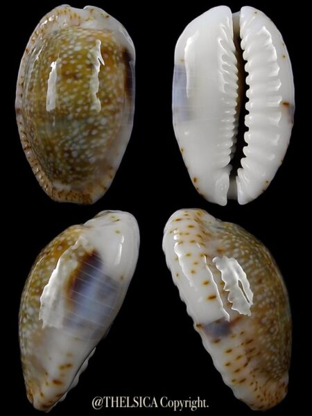 Naria erosa chlorizans "Rostrate" 31,4 mm Gem (-)-0