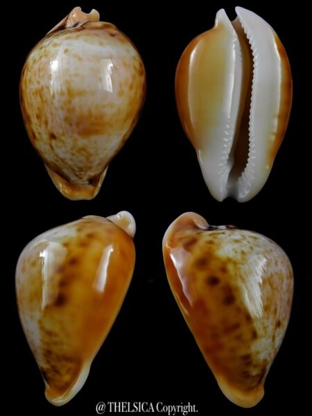Nesiocypraea teramachii neocaledonica 66 mm Gem-0