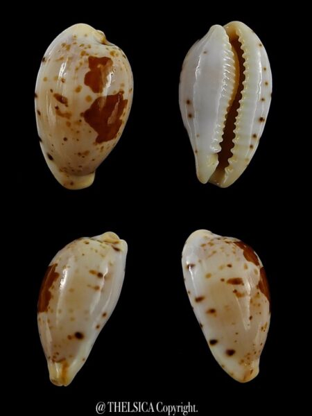 Palmadusta saulae nugata crakei 18,1 mm Gem-0