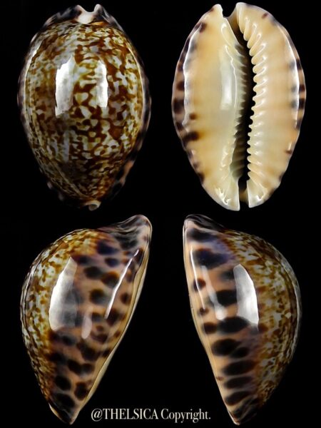 Pseudozonaria arabicula 23,8 mm Gem-0