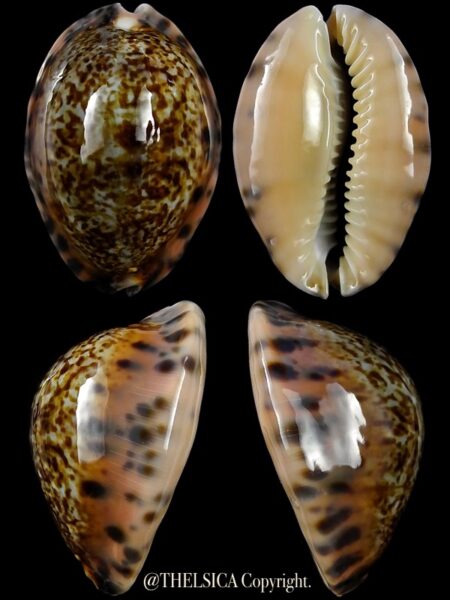 Pseudozonaria arabicula 25,4 mm Gem-0